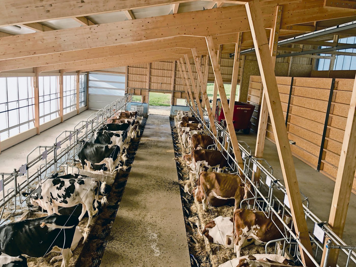 Steffens haben eine gemischte Herde mit behornten Swiss-Fleckvieh-Kühen und unbehornten Holstein-Kühen. 