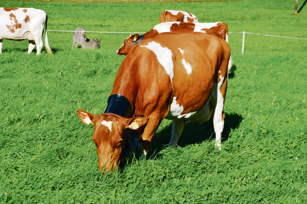 Der Frühling ist da und die Kühe können sich wieder am frischen Gras erfreuen. Dieser Frühling ist aber anders als sonst: Das Coronavirus und der Buttermangel lassen aufhorchen. (Bild Peter Fankhauser)
