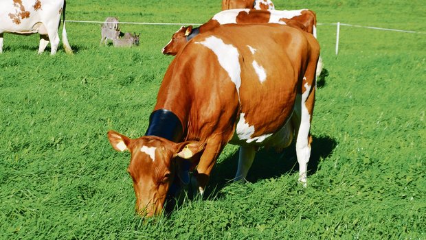 Der Frühling ist da und die Kühe können sich wieder am frischen Gras erfreuen. Dieser Frühling ist aber anders als sonst: Das Coronavirus und der Buttermangel lassen aufhorchen. (Bild Peter Fankhauser)