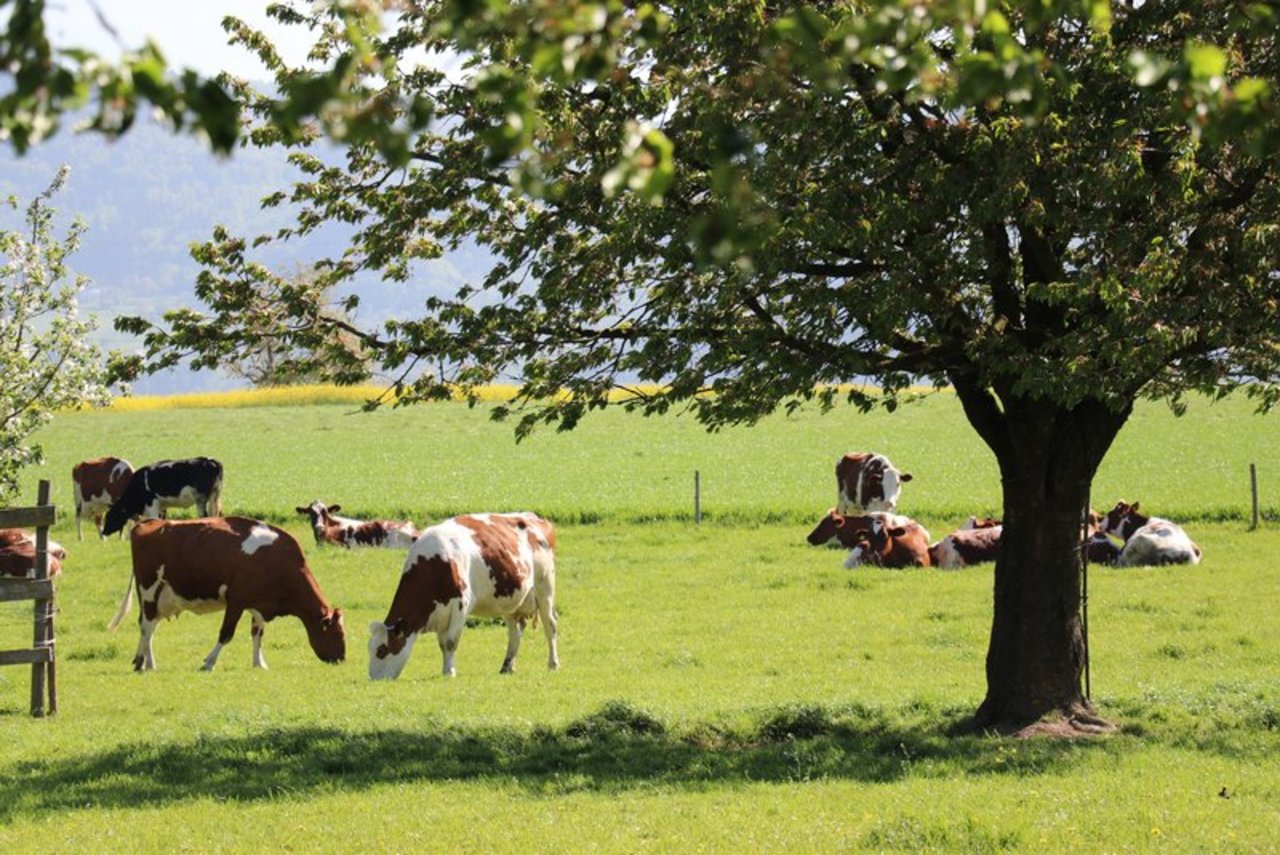 Um die die Antwort auf die Frage, was nachhaltige Schweizer Milch ist, wird derzeit politisch gerungen. Diese Kühe in Möhlin AG dürfte das nicht sonderlich interessieren. (Bild BauZ)