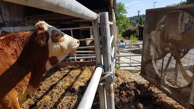 Gegenwind für die Tamedia: Der Schweizer Bauernverband wehrt sich beim Presserat gegen die Anschuldigungen in Sachen Tierschutz. (Bild Archiv)