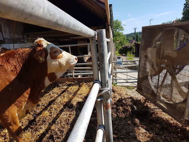 Gegenwind für die Tamedia: Der Schweizer Bauernverband wehrt sich beim Presserat gegen die Anschuldigungen in Sachen Tierschutz. (Bild Archiv)