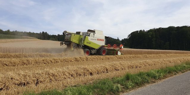 Auch der Winterraps sei von der Dürre betroffen. Die Anbaufläche ist im Vergleich zum Durchschnitt der letzten 5 Jahre aufgrund der Trockenheit um 34% zurückgegangen. (Symbolbild lid/ji)