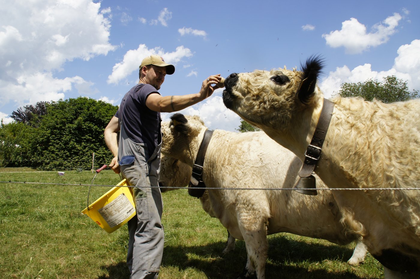 Die Kühe freuen sich sichtlich über die Leckerbissen. 