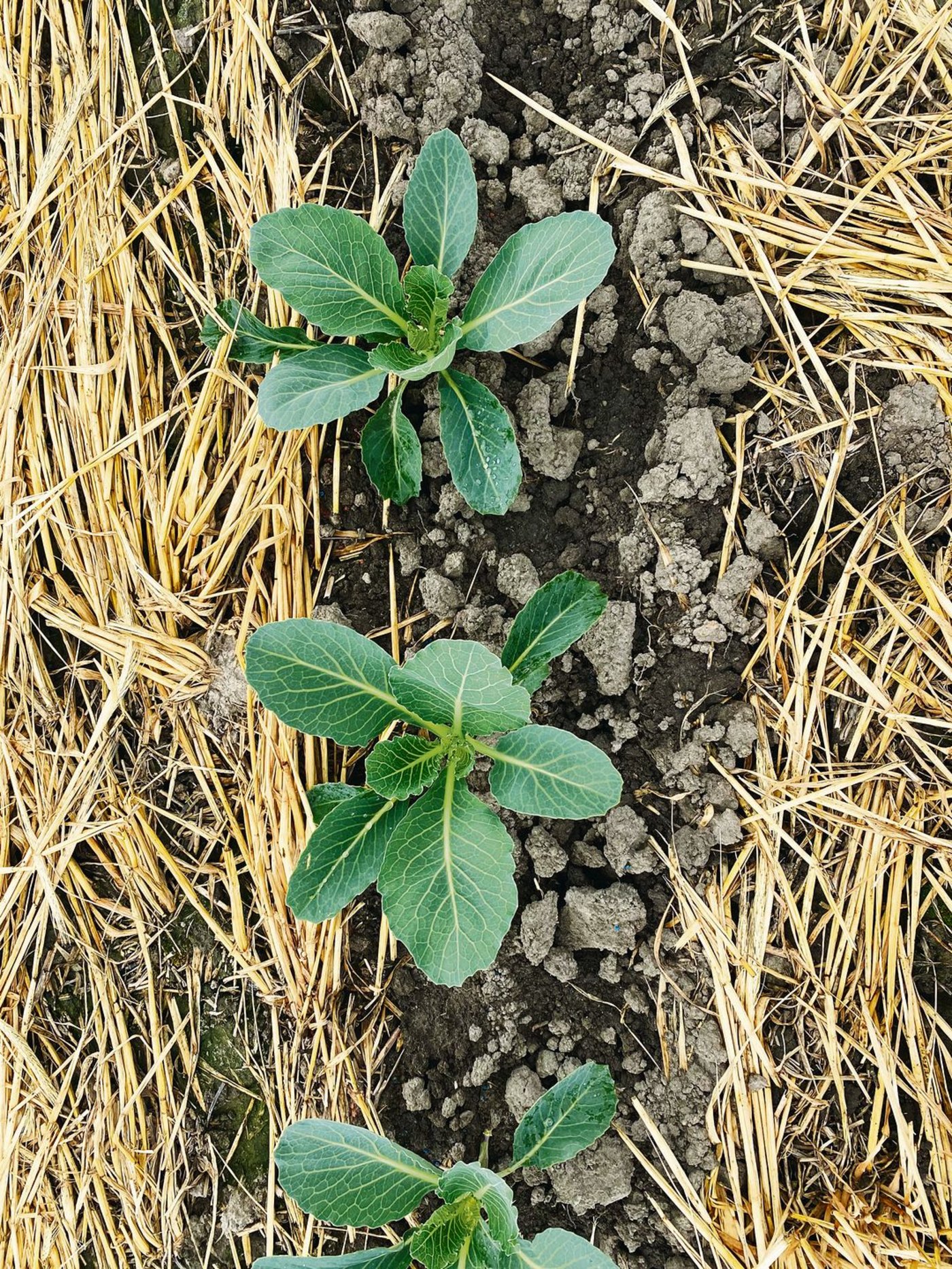 Kohlarten gedeihen gut in Parzellen mit reduzierter Bodenbearbeitung, wie im Juni eine Demofläche in Witzwil zeigte. 