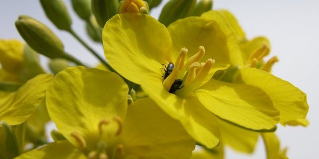 Rapsglanzkäfer sind gefürchtete Schädlinge, die Rapskulturen stark zusetzen können. (Bild BauZ)