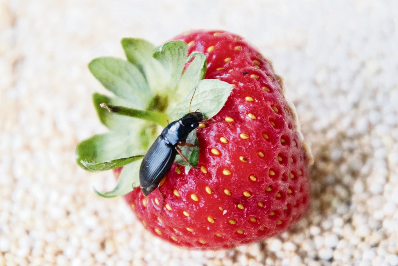 Der Erdbeersamenlaufkäfer sorgt für Schäden, indem er nachts die Samen der Erdbeeren frisst. (Bild Agroscope)