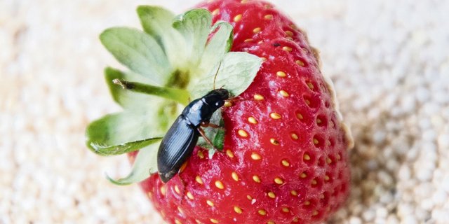 Der Erdbeersamenlaufkäfer sorgt für Schäden, indem er nachts die Samen der Erdbeeren frisst. (Bild Agroscope)
