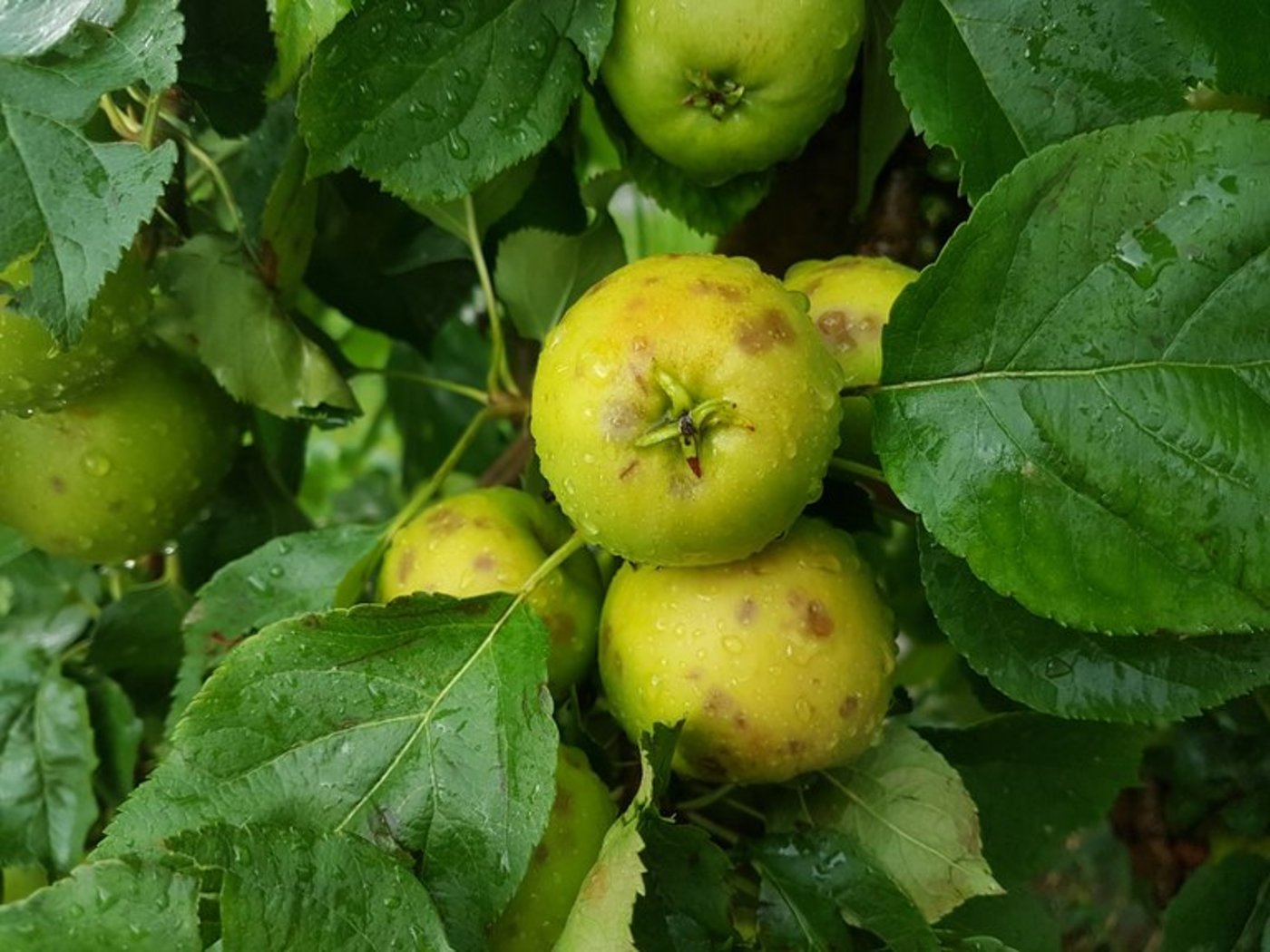 Im Berner Seeland waren auch Apfel-Plantagen vom Hagel betroffen. (Bild lid)