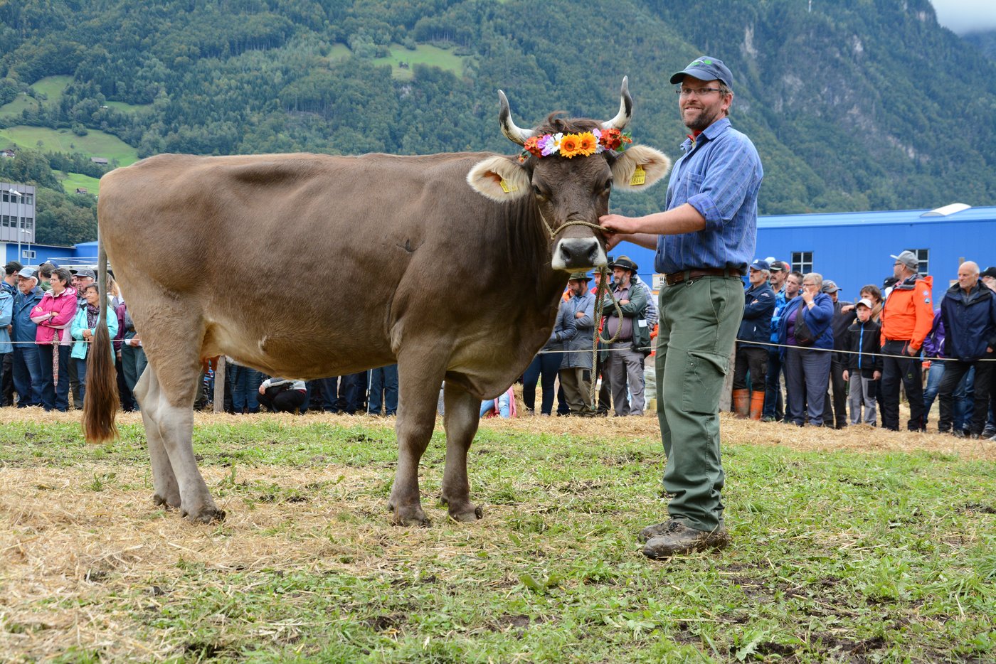 Vize-Miss beim Original Braunvieh, Minor Waespi von Ruedi Briker, Flüelen.