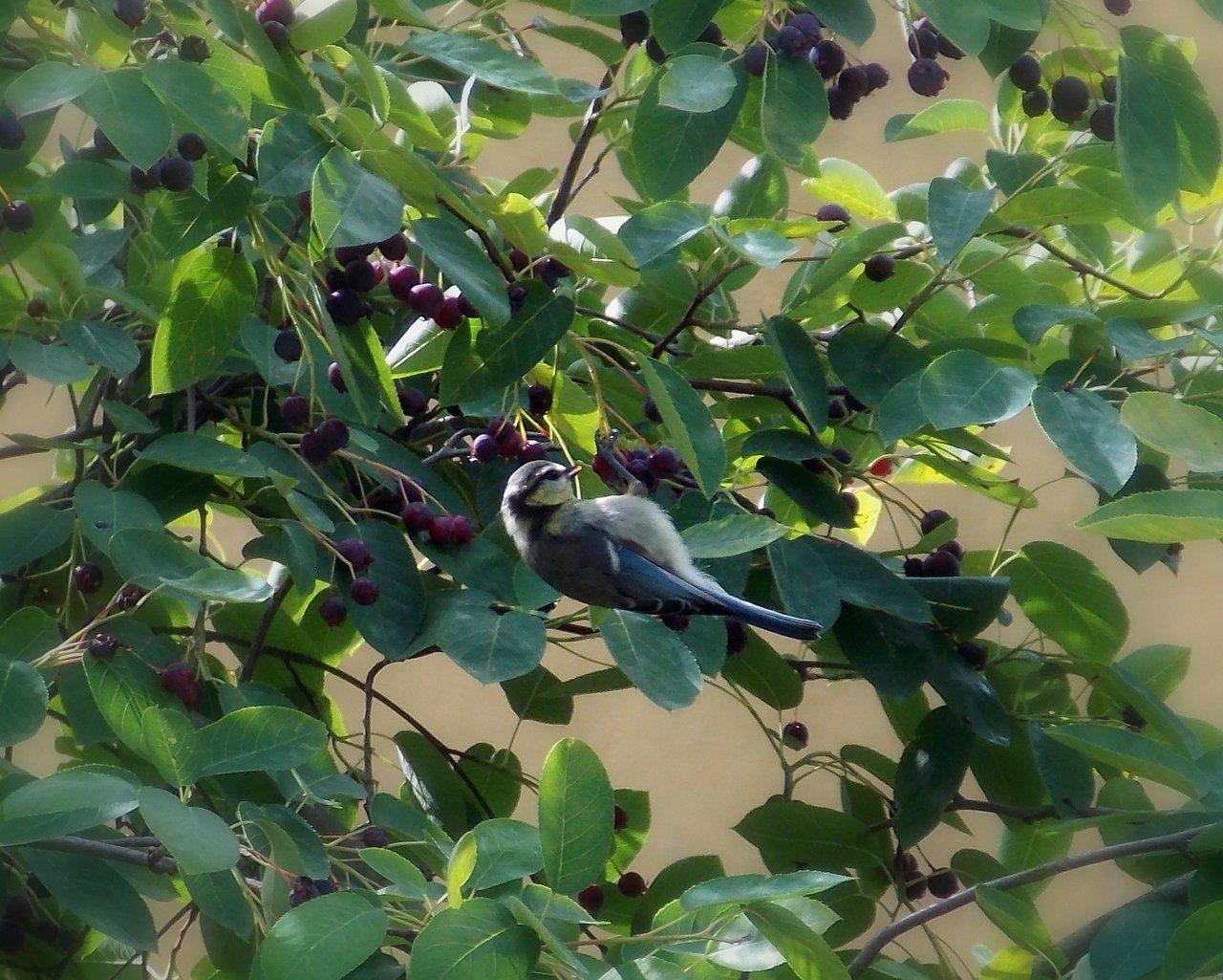 Auch den Vögeln schmecken die Felsenbirnen. (Bild lid) 