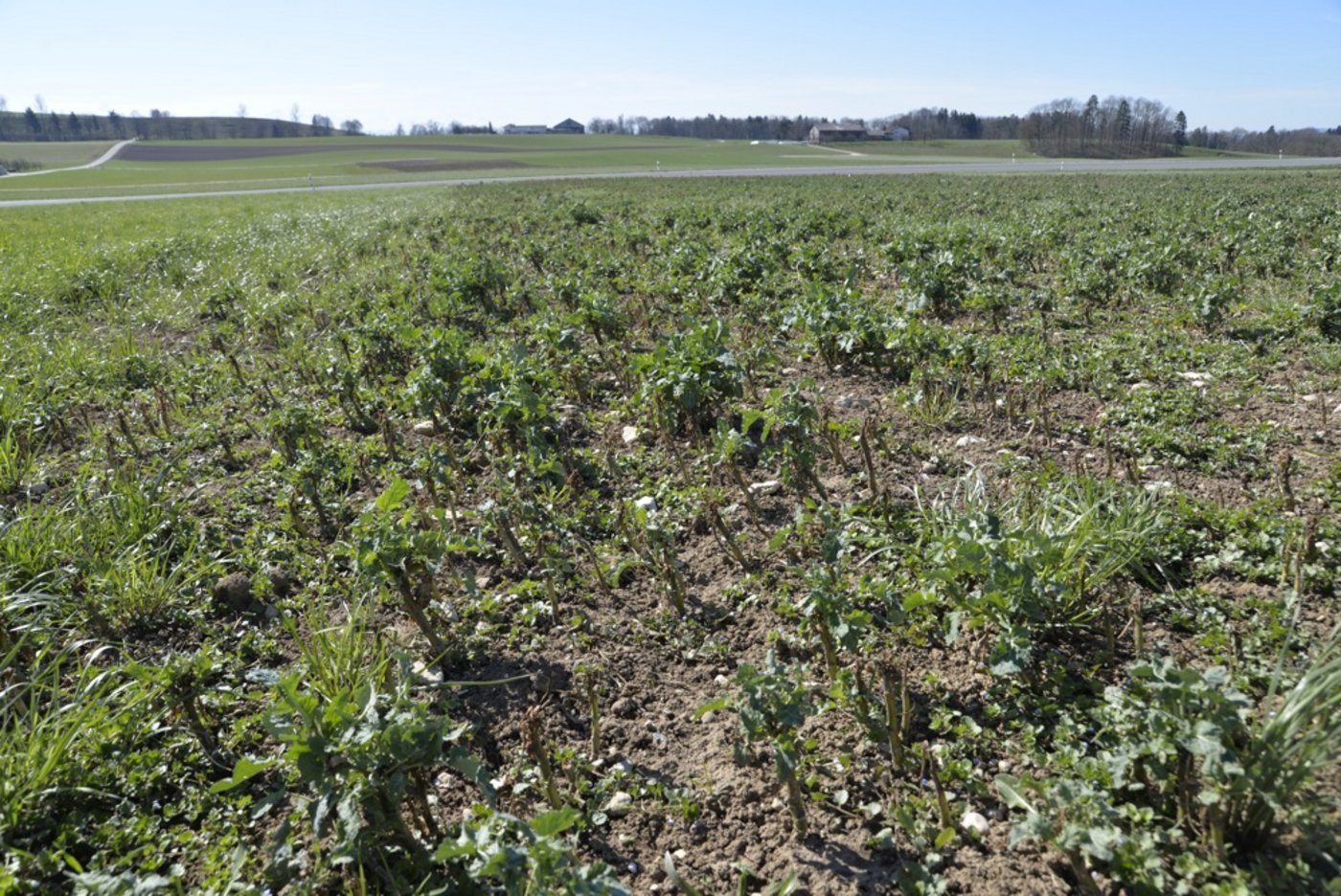 Der Erdfloh führte 2014 auf unbehandelten Feldern teilweise zu massiven Schäden. Es wurden viele Sonderbewilligungen ausgestellt. (Bild: Katharina Scheuner)