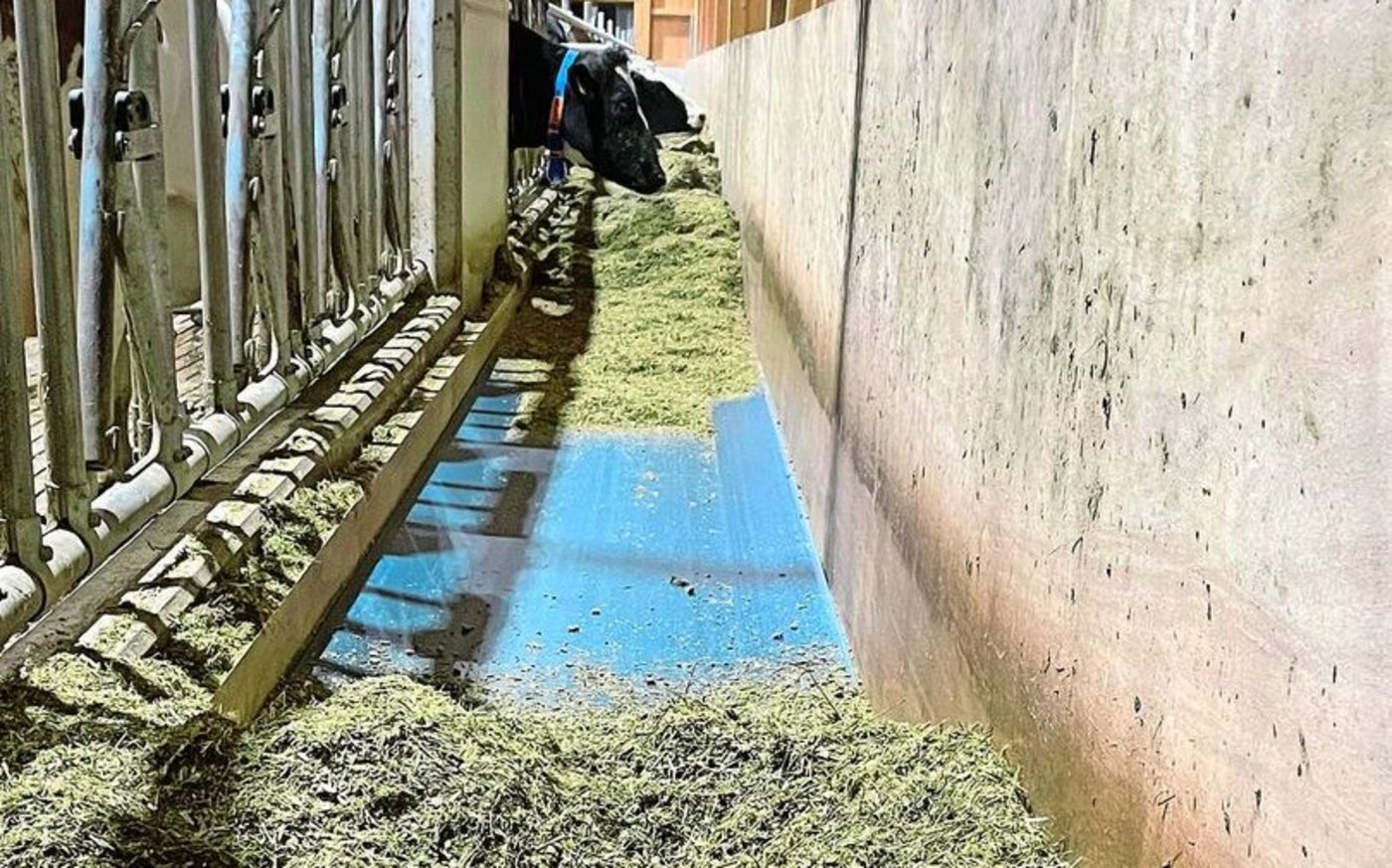 Die Milchkühe erhalten die Futtermischung über ein Futterband. 