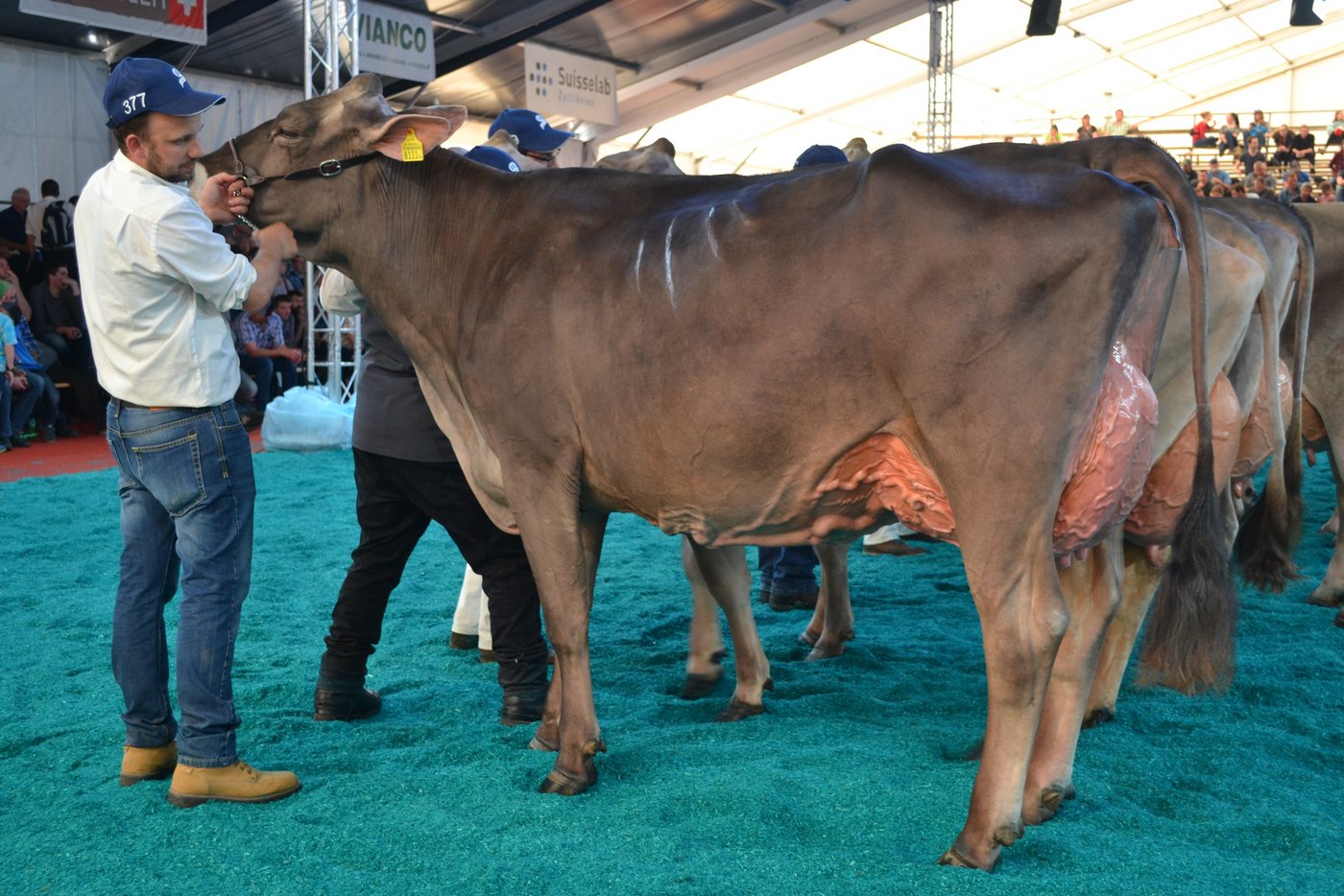 Den Intermediate-Schöneuter-Titel holte sich Blooming Blondi von Christian Schneider aus Schwendi. 