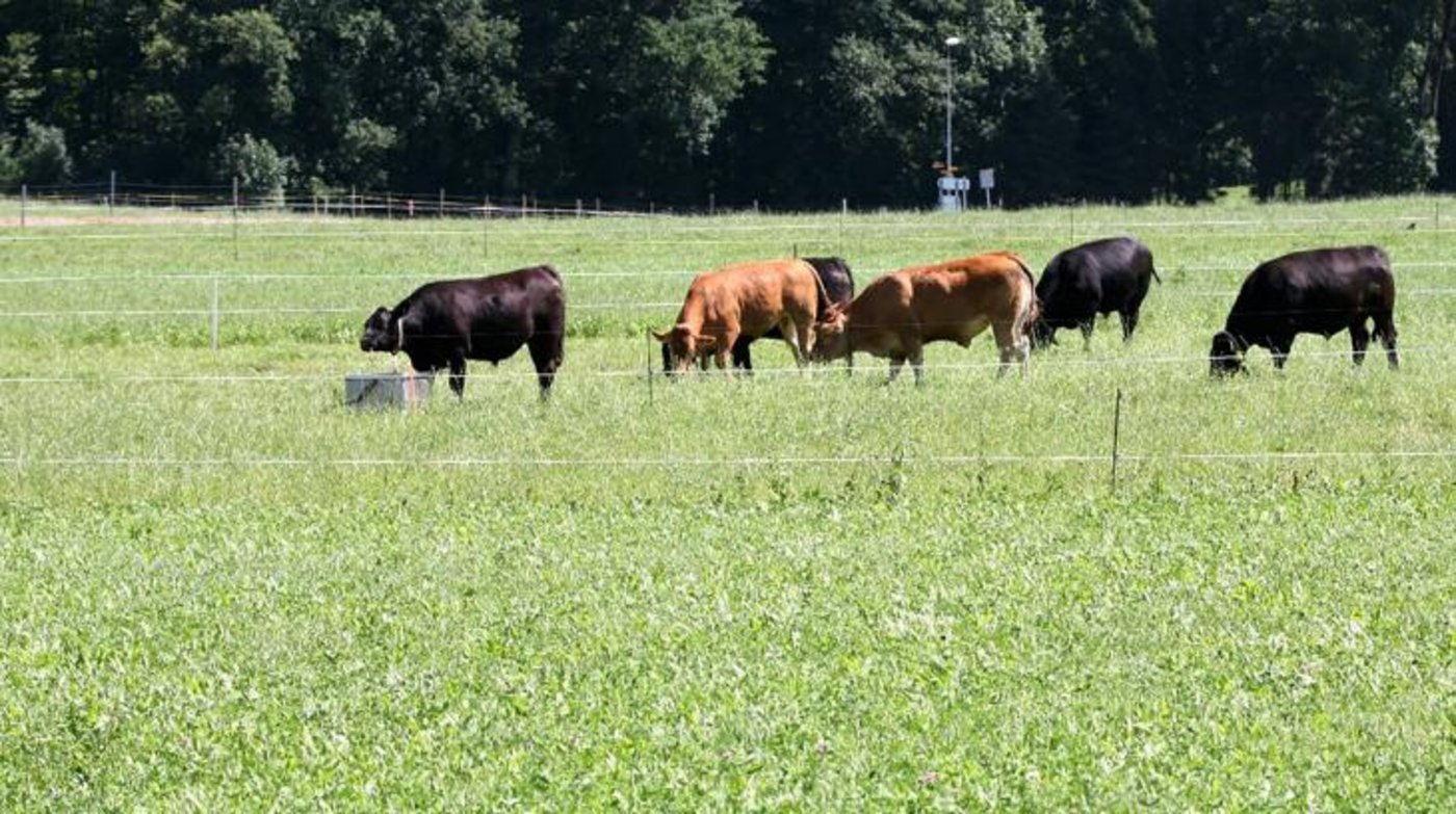 Angus- und Limousin-Ochsen kamen im Rahmen des Agroscope-Versuchs in den Genuss von Salat. (Bild Agroscope/ Bloch O.)