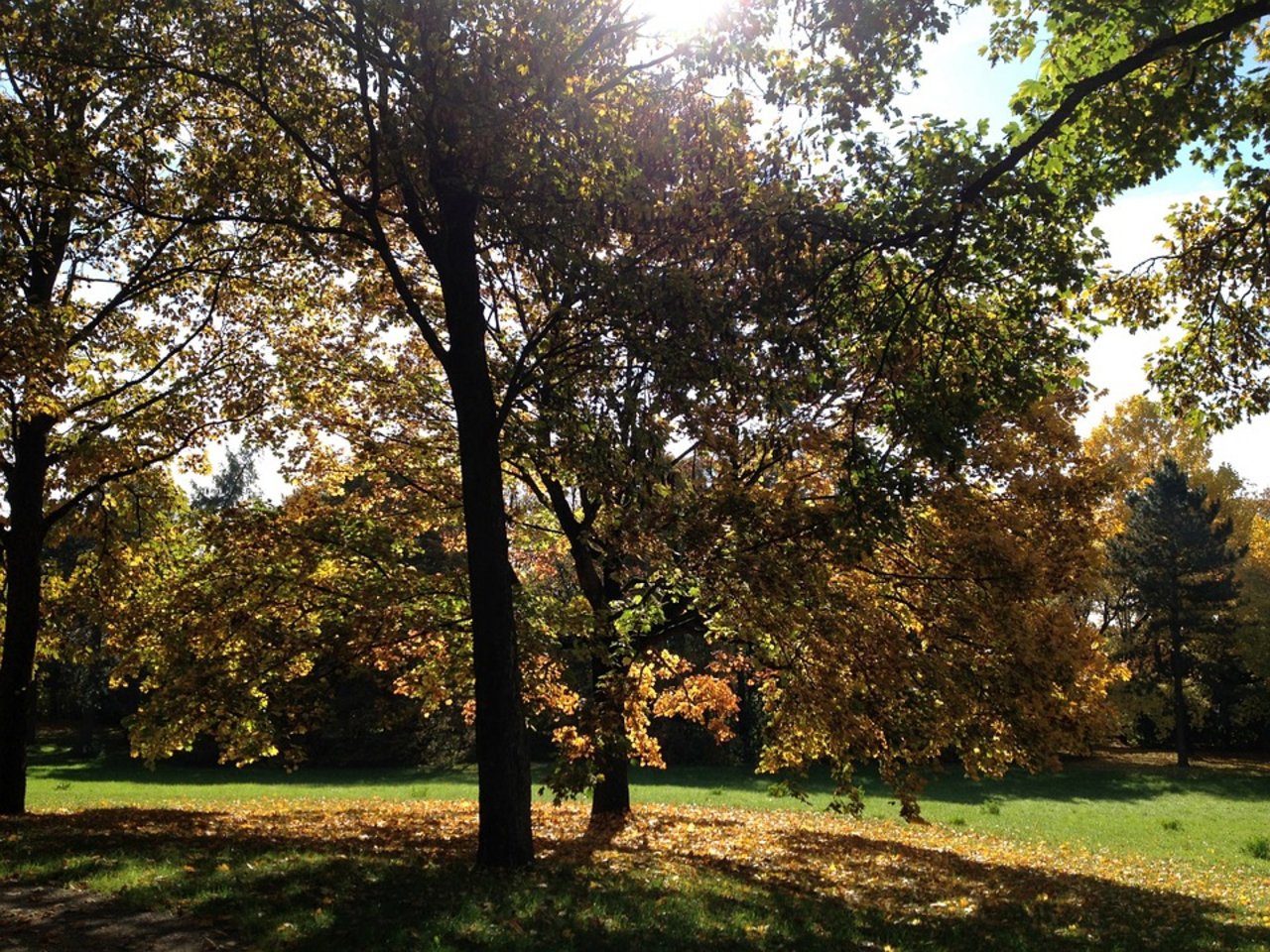 Zum Herbstbeginn wird es noch einmal schön warm - Altweibersommer sei Dank. (Bild Pixabay)