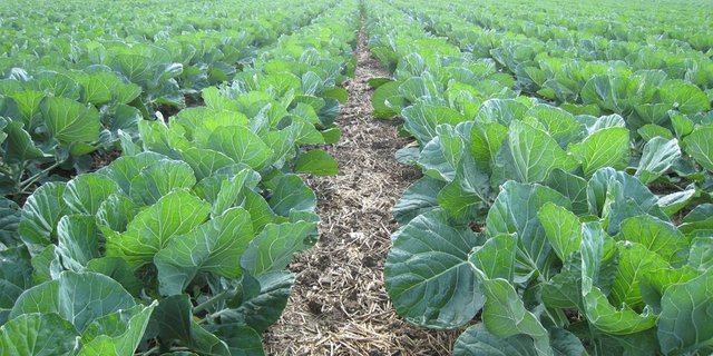 Im Strip-Till-Verfahren gesetzt ist der Rosenkohl weniger anfällig auf Trockenheiten und Erosion. (Bild R. Minder)