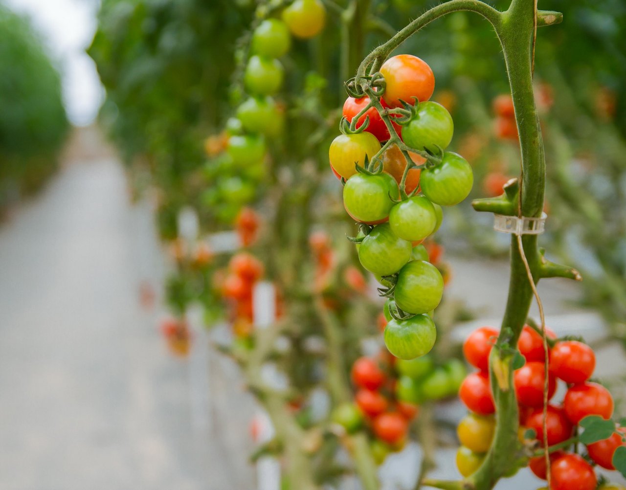 Anbautechnik und Klimawandel haben die Anbausaison für Gemüse in der Schweiz verlängert. Die Zollschutzperiode dem anzupassen, ist schwierig. (Bild bytran2710 / Pixabay) 