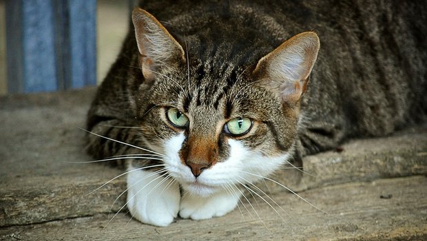 Katzen können sich bei engem Kontakt zu Corona-Erkrankten anstecken, zeigen aber meist keine Symptome und stellen kaum ein Übertragunsgrisiko dar. (Bild Pixabay)
