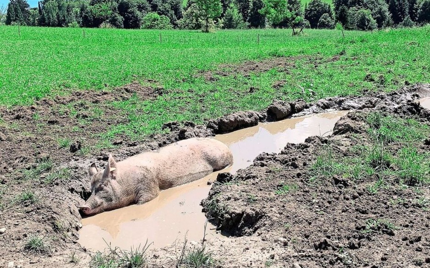 Schweine brauchen Abkühlung. Das Suhlverhalten sei bei älteren Schweinen ausgeprägter, wurde beim Projekt festgestellt. 