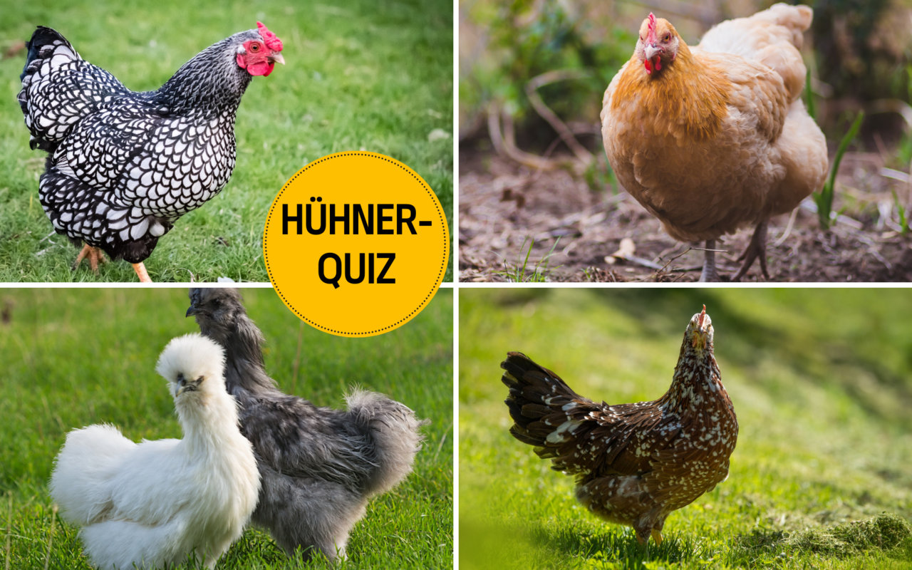 Seidenhuhn oder Schwedisches Blumenhuhn: Zu welcher Rasse gehören die verschiedenen Hühner?