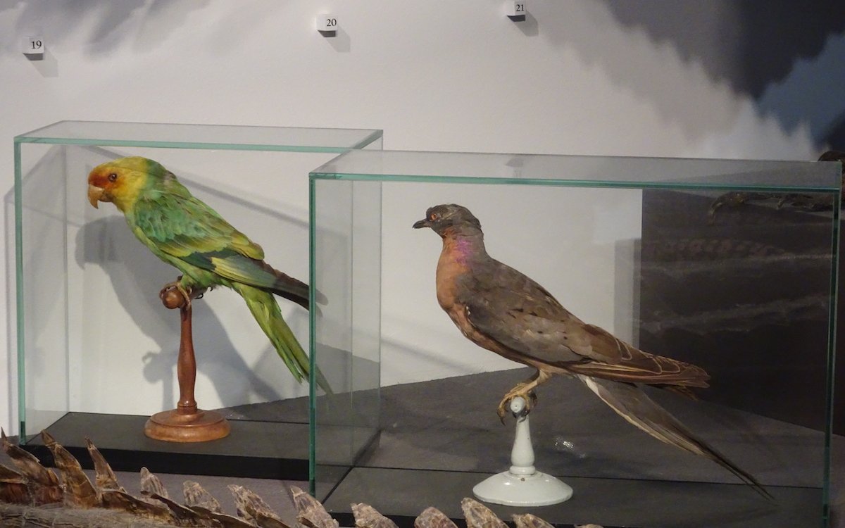 Ausgestorbene Arten wie der Karolinasittich und die Wandertaube im Naturmuseum St. Gallen. 