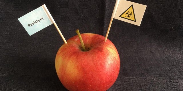 Gentechnisch veränderte Pflanzen bieten Chancen, aber auch Risiken. Vorsicht ist angebracht, aber eine Diskussion darf dadurch nicht verunmöglich werden.  (Bild jsc)