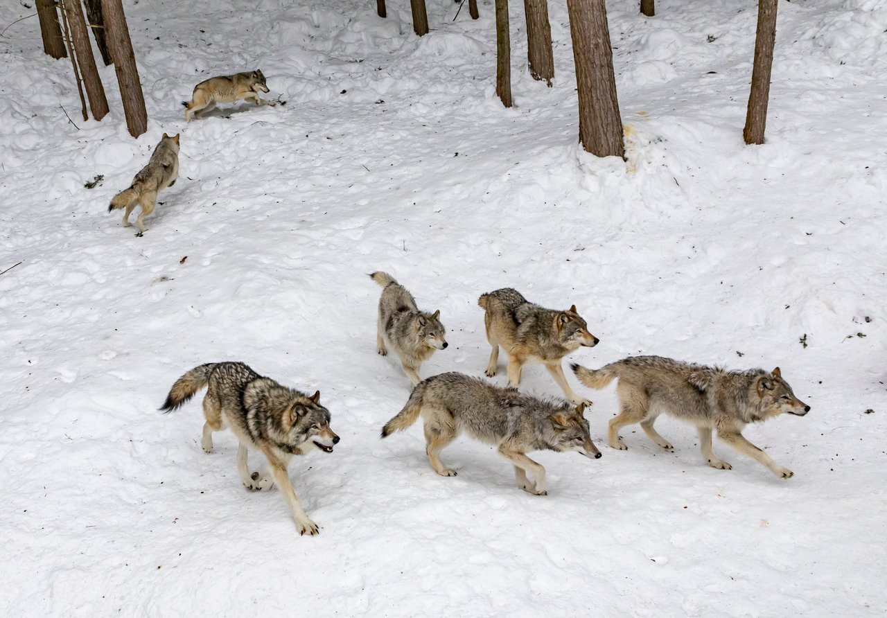 Im Winter sei damit zu rechnen, dass die Glarner Wölfe auch vermehrt in Siedlungsnähe auftauchen. (Bild Unsplash)