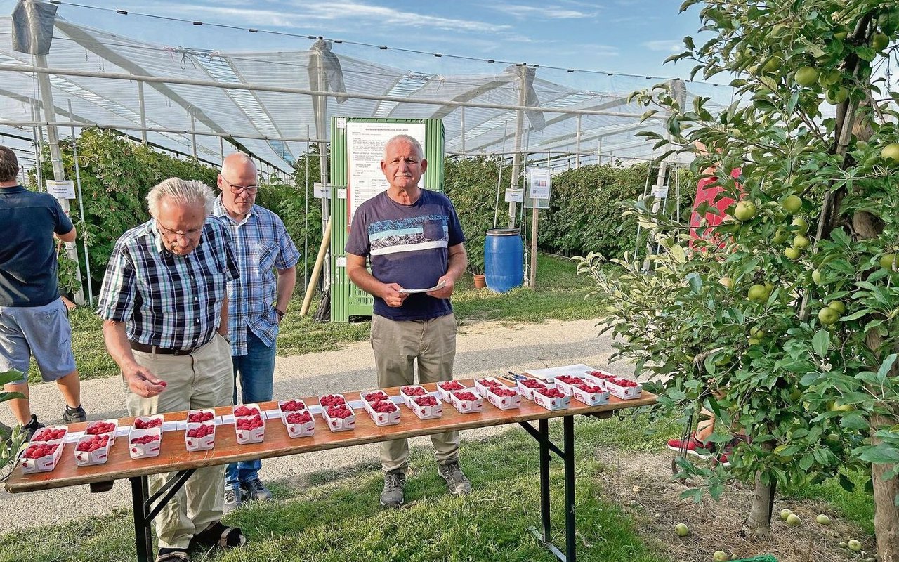 André Ançay untersucht die neuen Himbeersorten nicht nur auf Ertrag, sondern auch auf Qualität, Haltbarkeit und vieles mehr. 