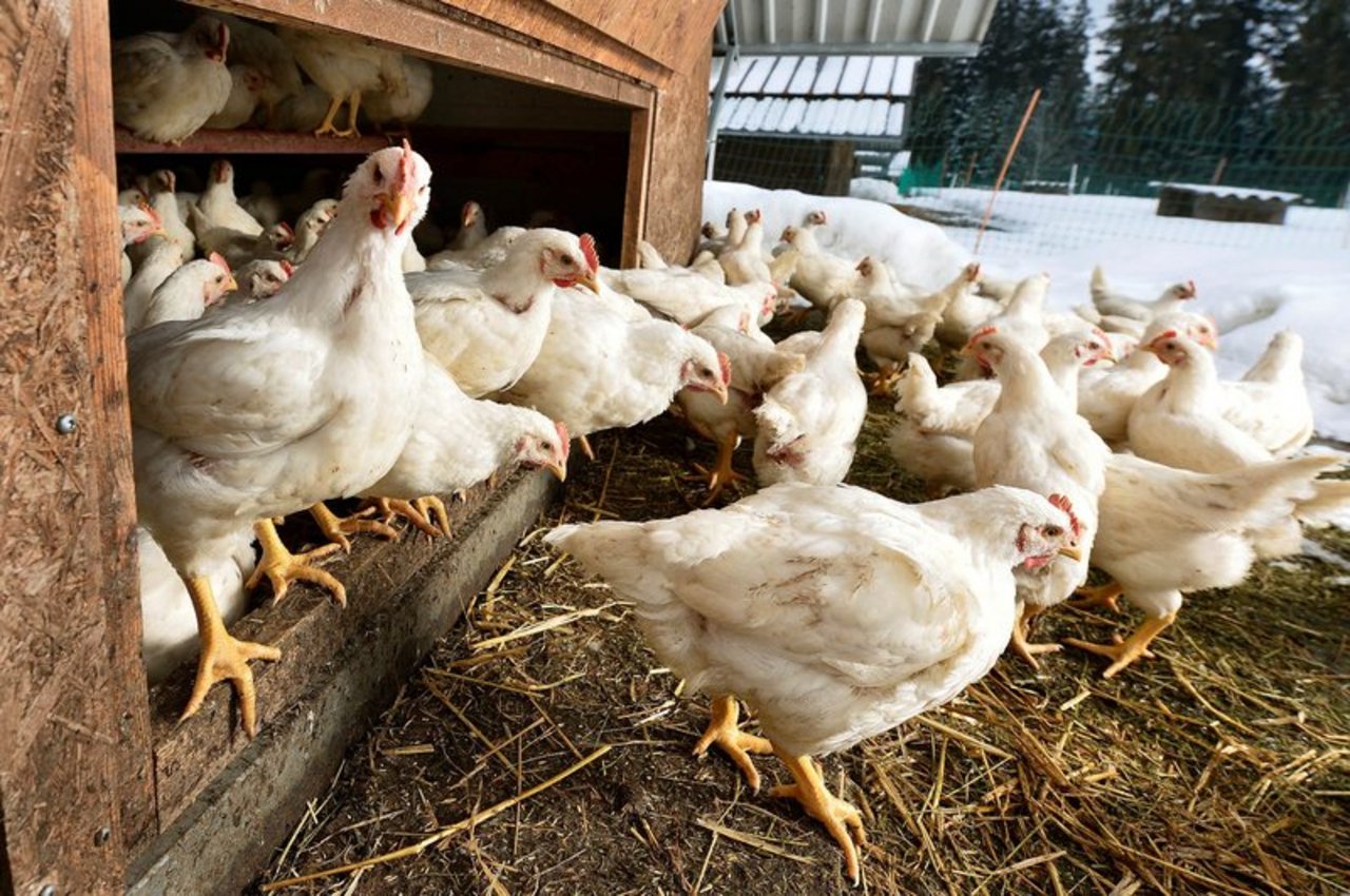 Das Lohmann-Dual-Huhn legt rund 250 Eier pro Jahr. (Bild: Coop)