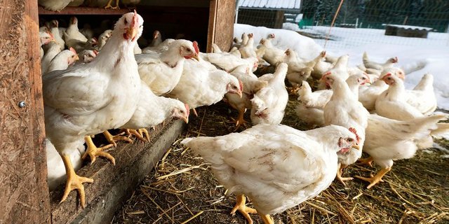 Das Lohmann-Dual-Huhn legt rund 250 Eier pro Jahr. (Bild: Coop)