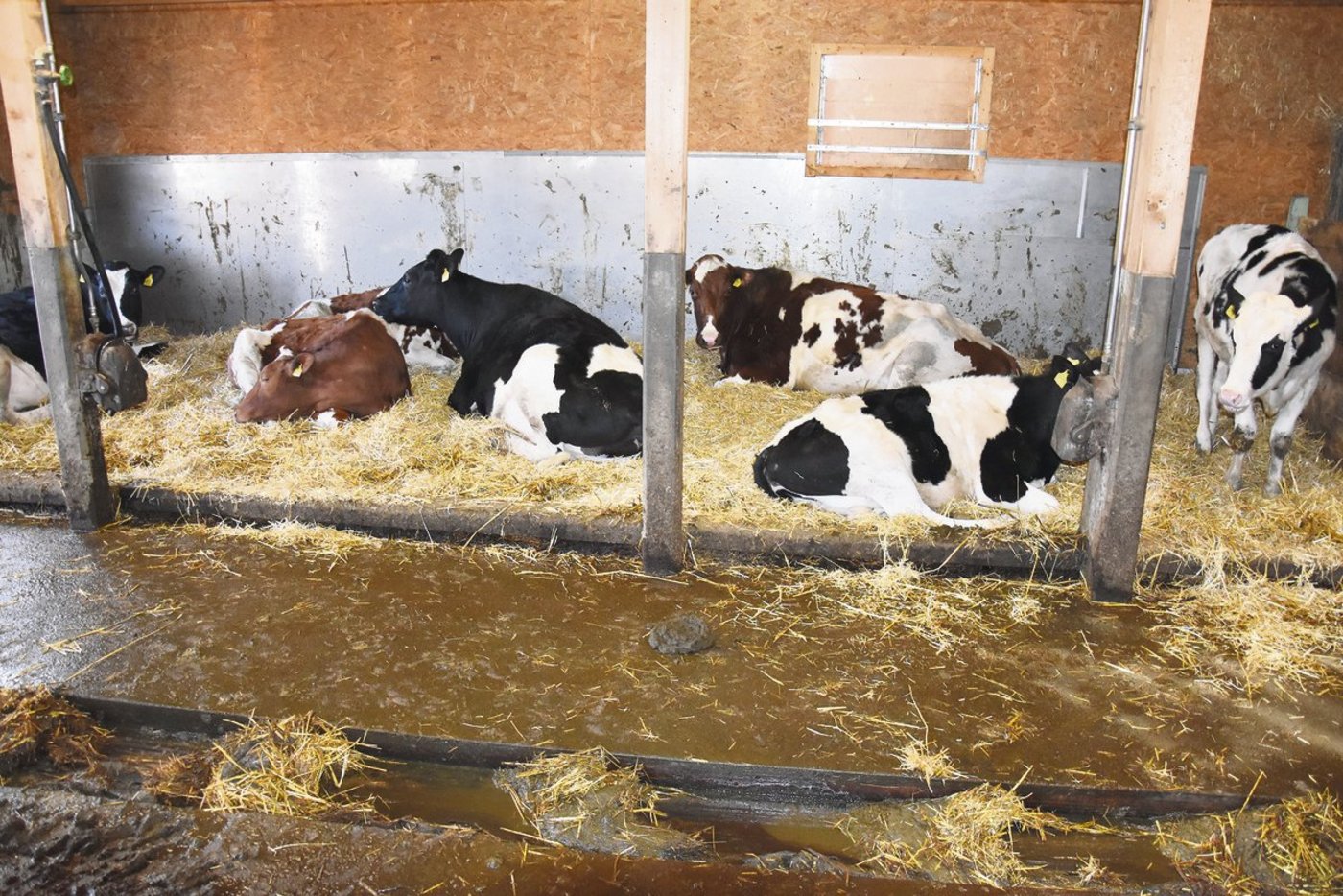 Die Schubstangenentmistung befindet sich zwischen dem Liege- und dem Fressbereich.