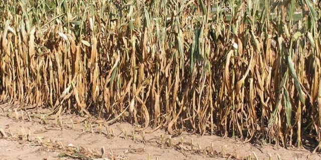 Trockenheit sorgt derzeit in vielen europäischen Ländern für grosse Ausfälle in der Landwirtschaft. (Symbolbild lid) 