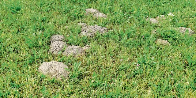 Mausen ist angesagt, wenn es wenige Mäuse hat. Zudem helfen die natürlichen Feinde mit. (Bild Pierre Aeby)