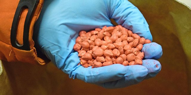 Gebeiztes Maissaatgut zeigt: Rückzug von Pflanzenschutzmitteln zwingt zu neuen Strategien: von biologischen Methoden bis zu integrierten Lösungen.