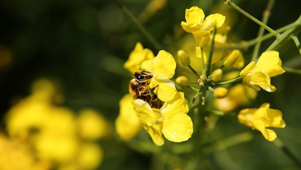 Eine Biene auf Raps. (Symbolbild Pixabay)