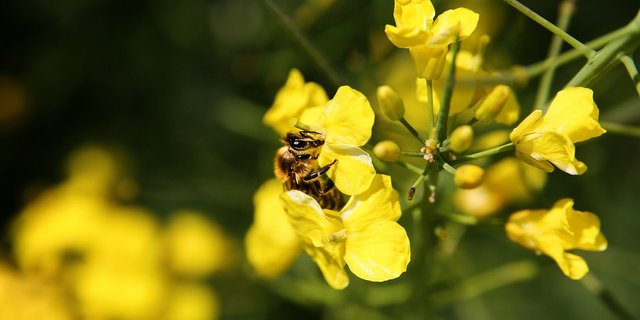 Eine Biene auf Raps. (Symbolbild Pixabay)