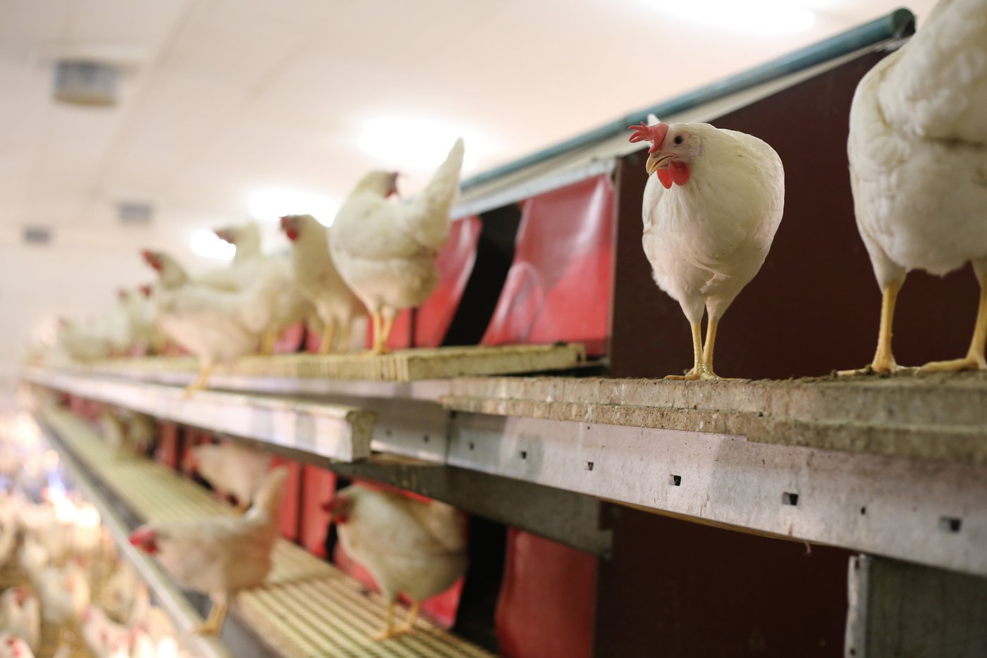 Etwas Privatsphäre muss sein: Jede Henne legt ihr Ei in den vom rotem Vorhang verdunkelten Bereich.