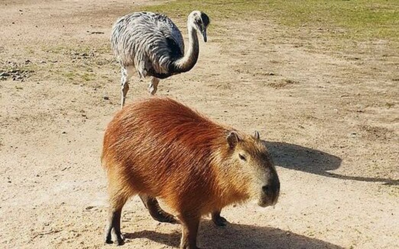 Zwei Tiere, die man in Uruguay antrifft: ein «Ñandú», ein einheimischer Strauss, und ein «Carpincho».