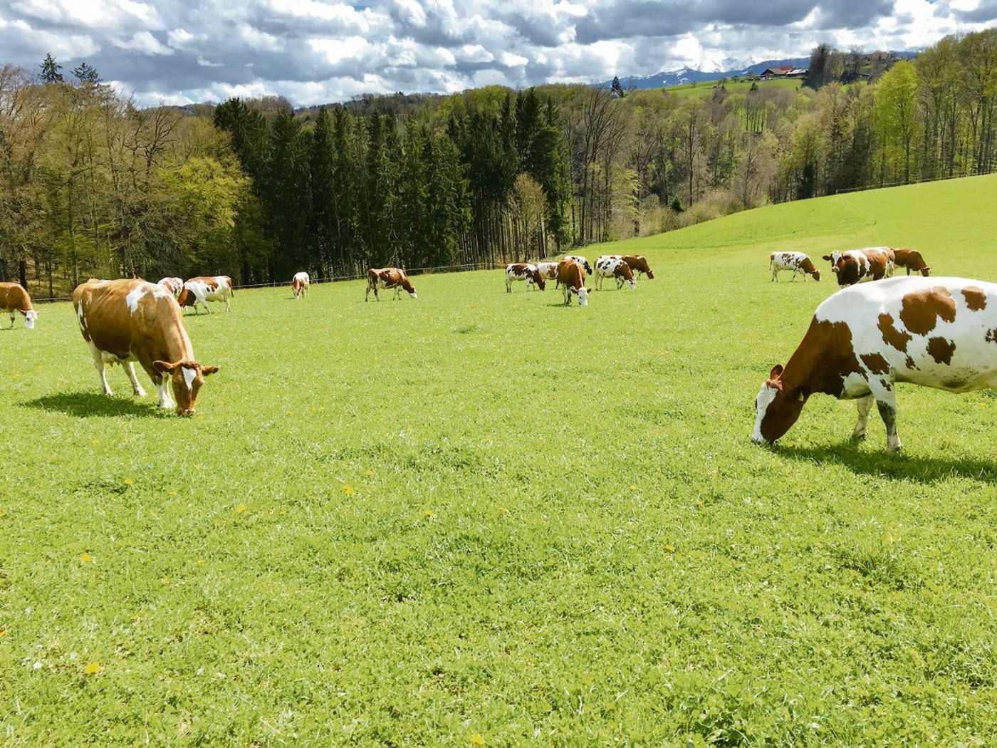 Jeder Betrieb hat seine eigene Zuchtstrategie. (Bild zVg)