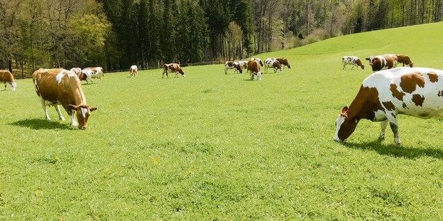 Jeder Betrieb hat seine eigene Zuchtstrategie. (Bild zVg)