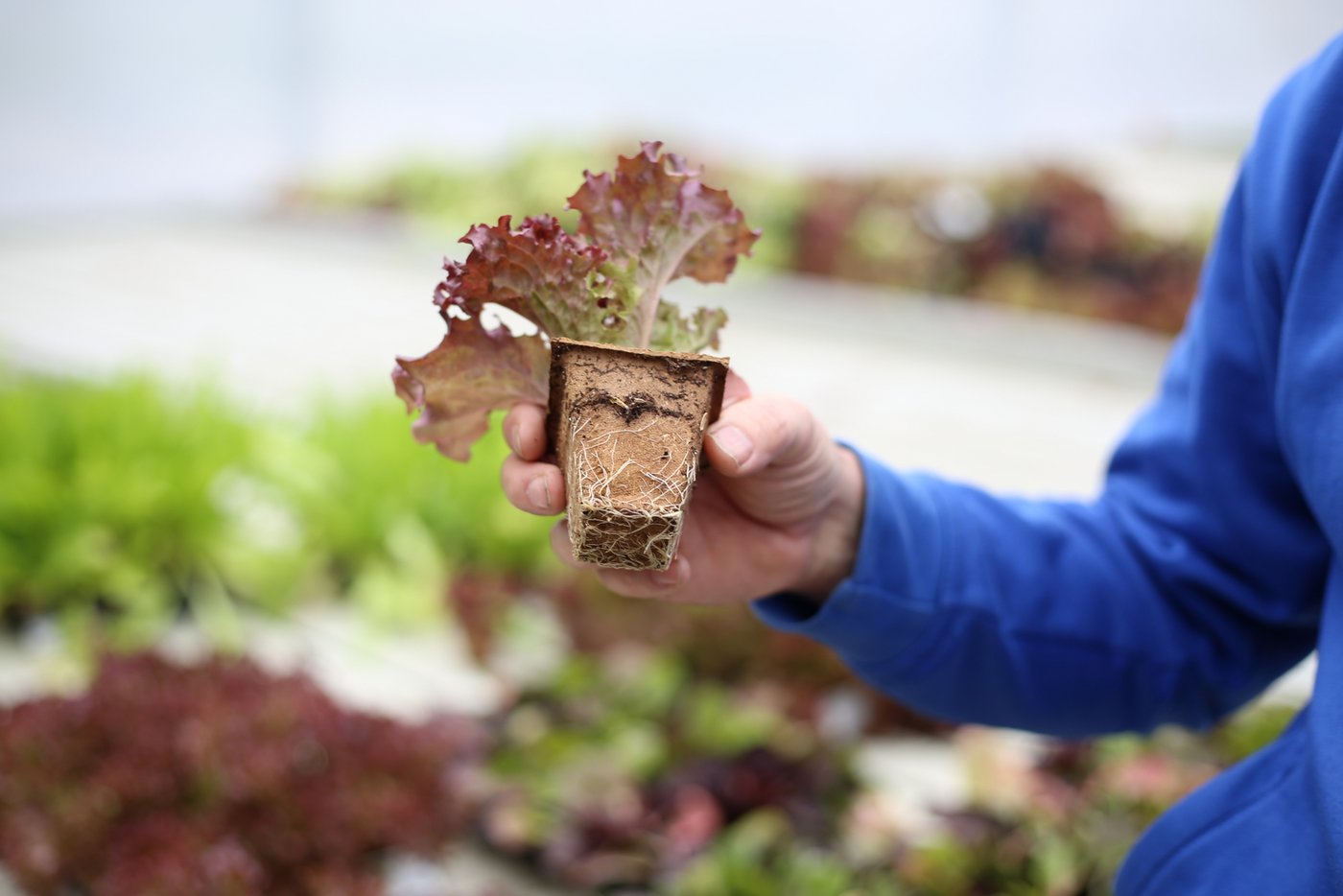 Das selber entworfene Papiertöpfchen im Einsatz bei Salatsetzlingen.