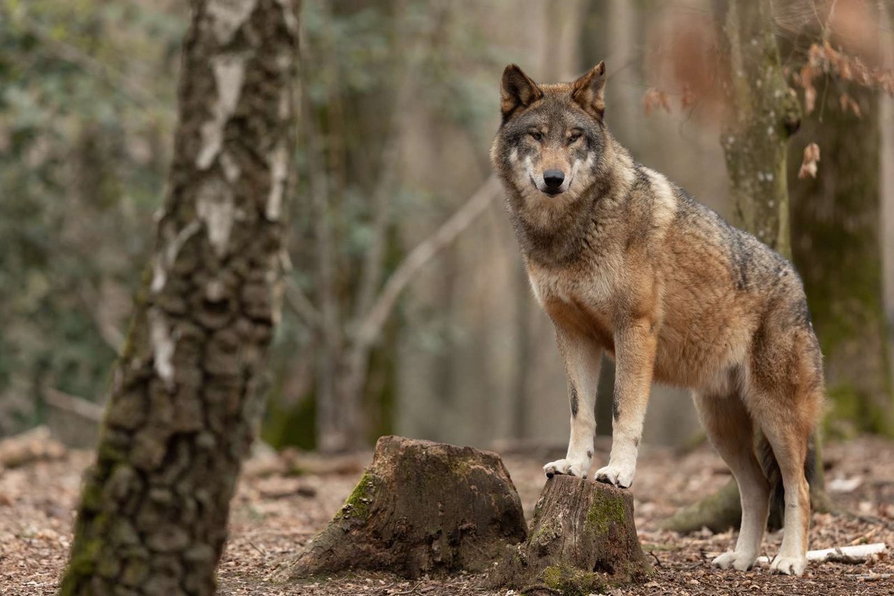 Der Wolf bleibt in der Schweiz ein Dauerthema (Bild: ©AB Photography - stock.adobe.com)