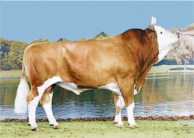 April-Zuchtwertschätzung: Bei den Simmentalern ist fast alles beim Alten geblieben Der Stier Flavio, ein Volfleur-Sohn, führt die Rangliste nach Fitness (IFF) mit grossem Vorsprung an. (Bild KeleKi)