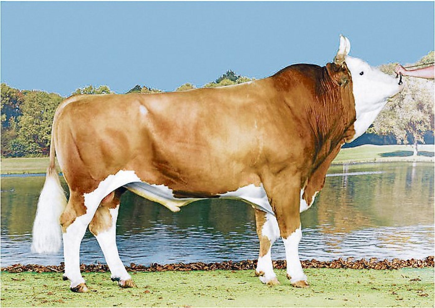 Der Stier Flavio, ein Volfleur-Sohn, führt die Rangliste nach Fitness (IFF) mit grossem Vorsprung an. (Bild KeleKi)