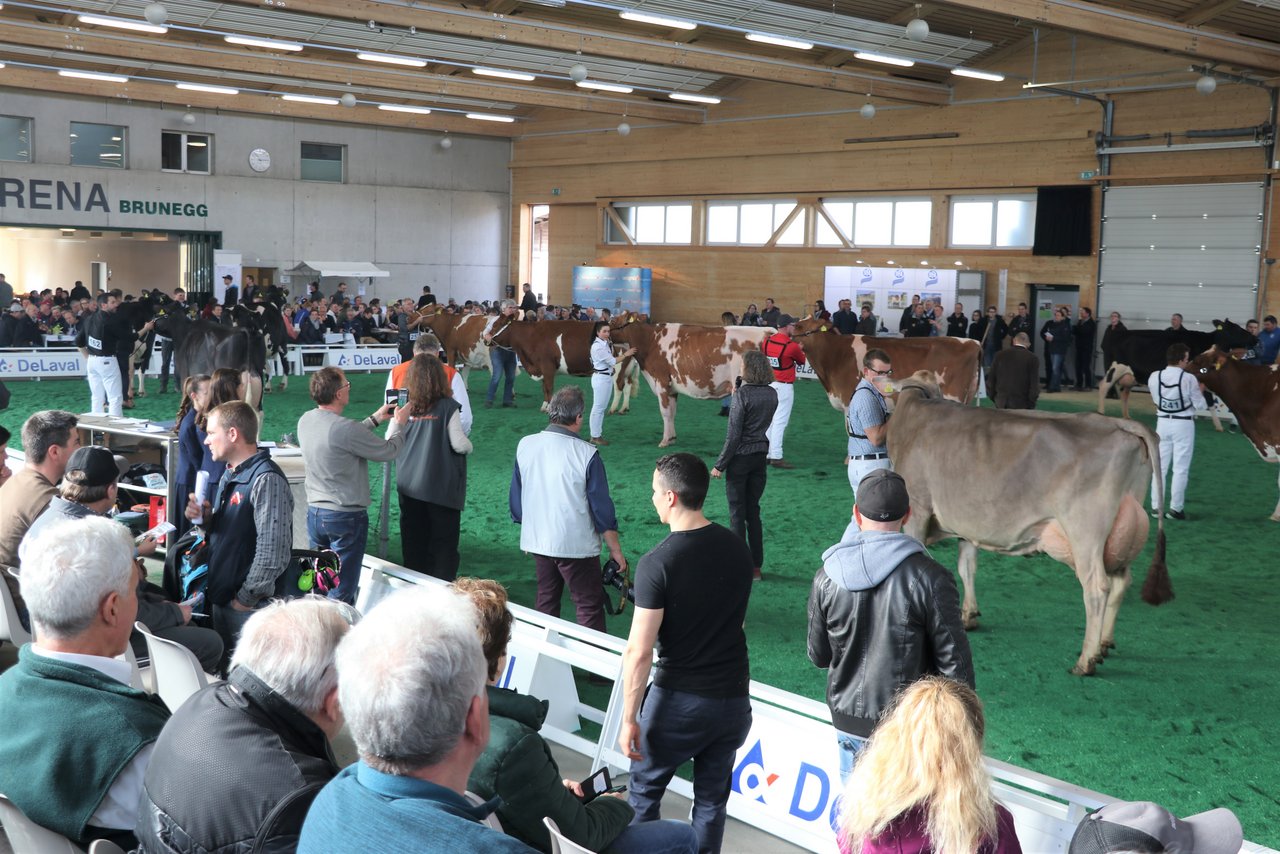 Eliteschau 2020 in der Halle.