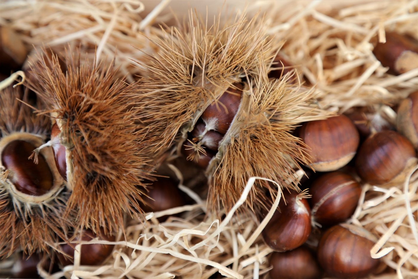 In Cademario TI wurde letzte Woche die Kastanie Lüina zur Obstsorte des Jahres 2019 gekürt. (Bilder LID)