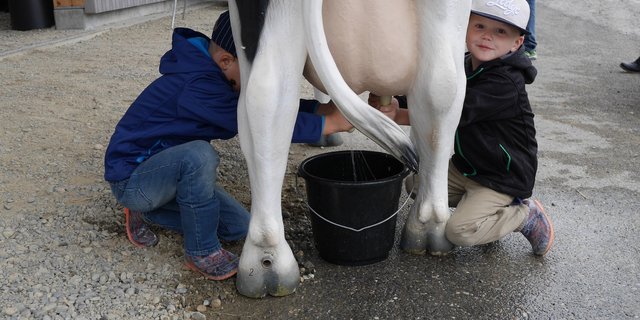 Die Kuh ist viel entspannter, wenn seitlich der Kuh gemolken wird.  (Bild LZ Liebegg)