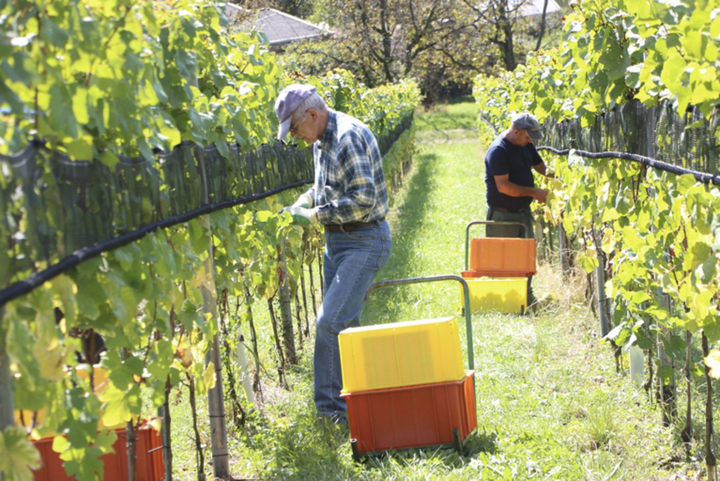 Die vollen Kisten können auf einen metallenen Schlitten gestapelt und dann so den Hang heruntergezogen werden. 