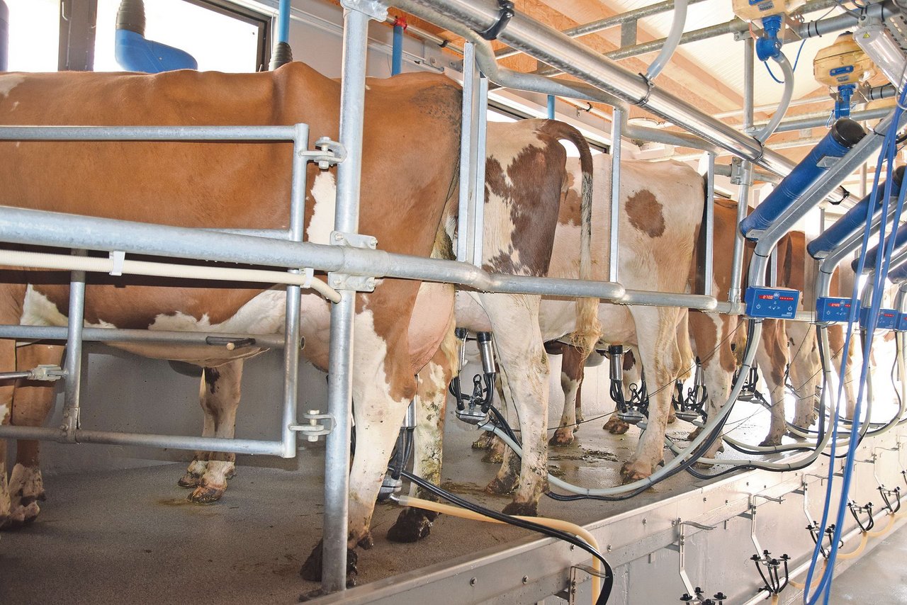 Gemolken werden die Kühe mit einem 2×7-Swingover. Das Kraftfutter bekommen die Kühe im Melkstand.